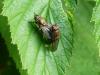 Pollenia sp.